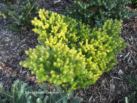 Abies koreana 'Henksgarden Yellow'